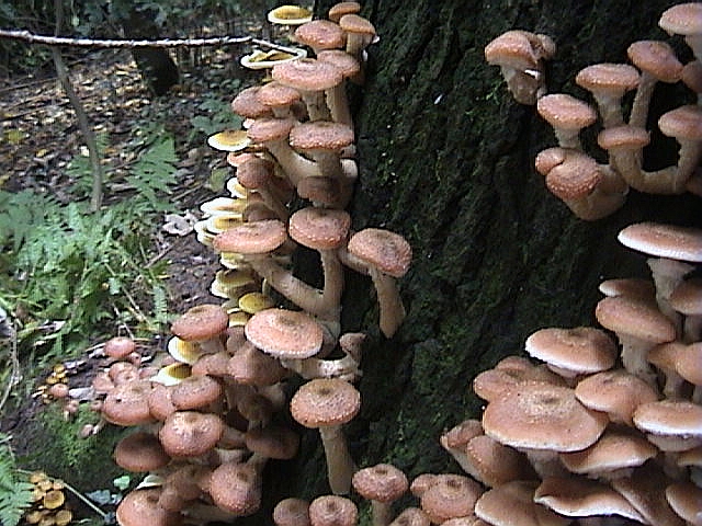 Uno spettacolo di Armillaria del 2002